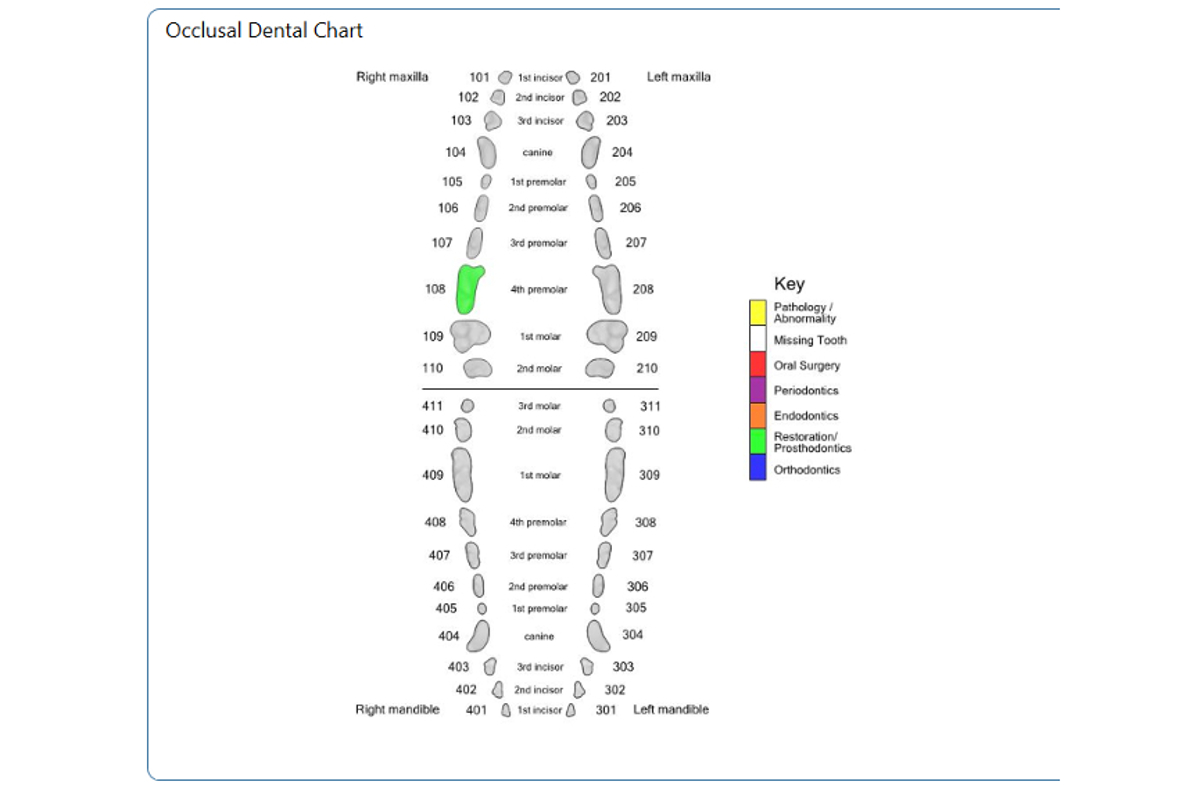 Occlusal Dental Chart- Canine Permanent 108 CR-M NEW