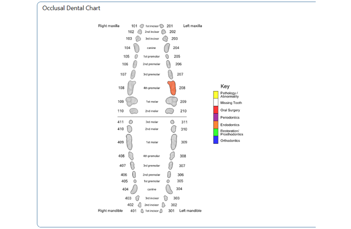 Occlusal Dental Chart - Canine Permanent 208 RCT NEW