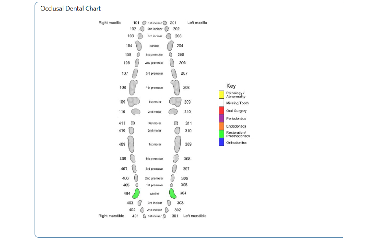 Occlusal Dental Chart- Canine Permanent 304, 404 CR-M-P NEW