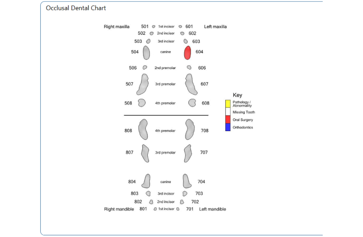 Occlusal Dental Chart - Feline Deciduous 604 X NEW