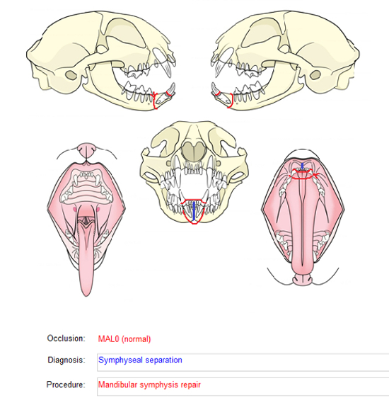 Feline Permanent Dentition Bone and Soft Tissue symphyseal separation repair