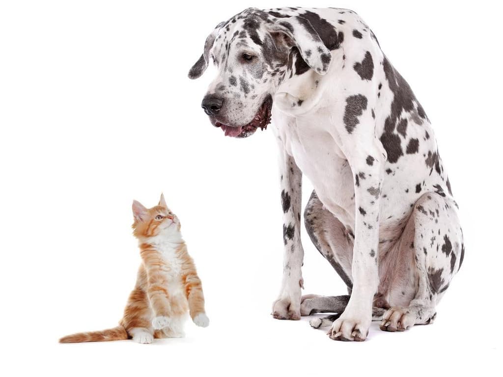 A kitten looking up at a Great Dane